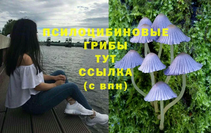 shop официальный сайт  Кропоткин  Галлюциногенные грибы Psilocybe  как найти  