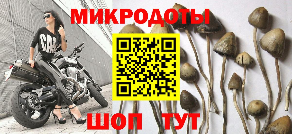 Галлюциногенные грибы Psilocybe Кропоткин